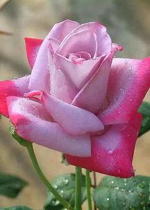 娱乐吃瓜酱带刺的玫瑰,揭秘带刺玫瑰背后的故事